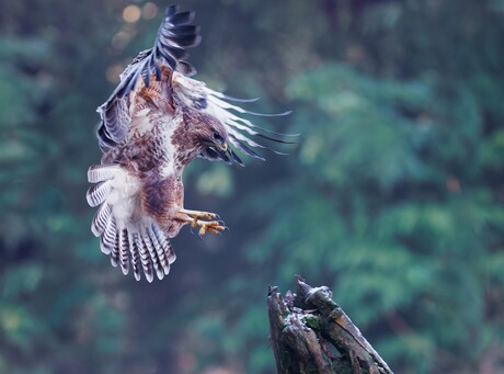 buizerd