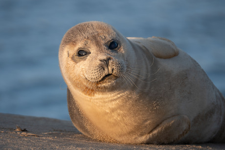 gouden uurtje zeehond