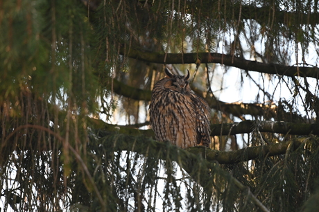 Nachtvogels