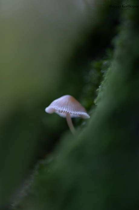 Paddenstoel in het bos