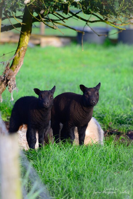 Twee lammetjes in de ochtend glorie  