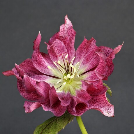 Helleborus