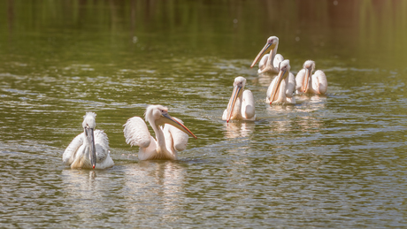 treintje pelikanen