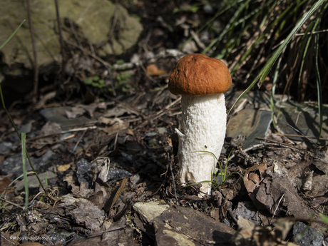 Natuurschoon