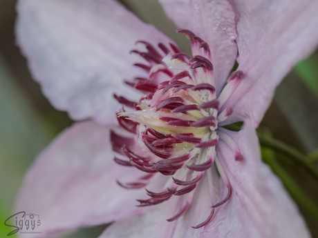 Close-up Clematis