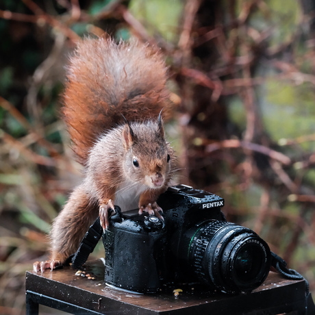 De fotograaf