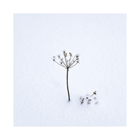 Still alive in the snow!