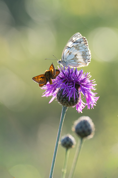 Vlinders in Viroinval
