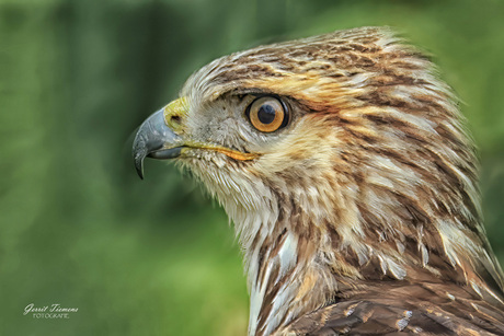 Close-up Buizerd