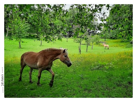 Paard(en) in de wei.