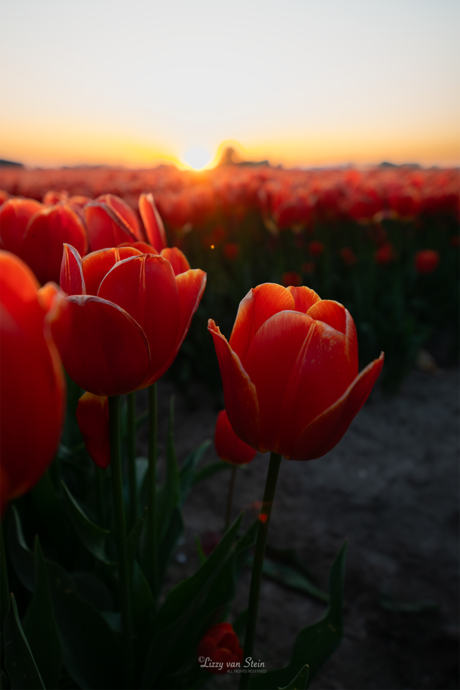 In harmonie: de ondergaande zon en deze tulpen