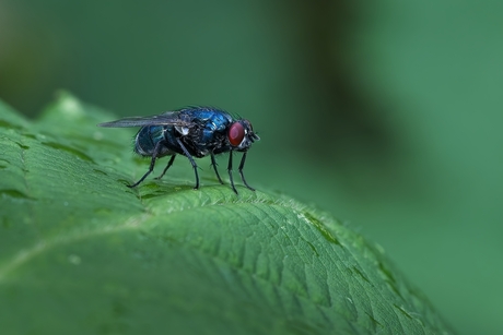 Protocalliphora azurea