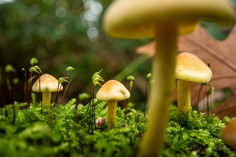 Paddestoel in de Ennemaborg.