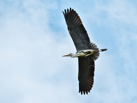 Blauwe reiger