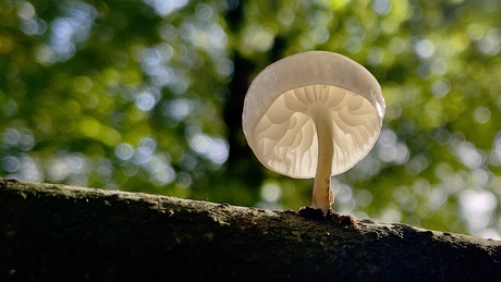 Paddenstoelen