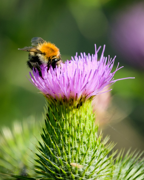 Bij en bloem