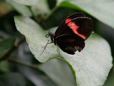 Heliconius erato