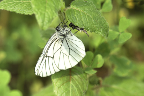 Groot Geaderd Witje (Aporia Crataegi)