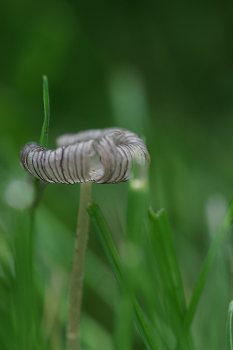 macro paddestoel