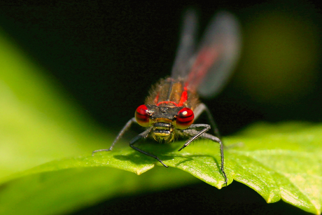 The ugly mean machine