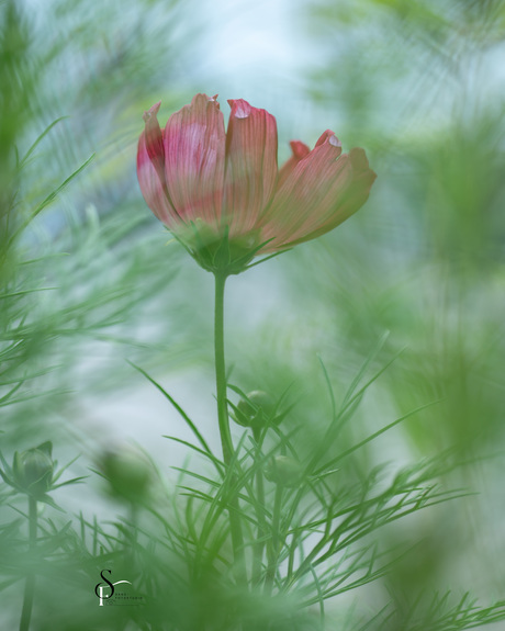 cosmea