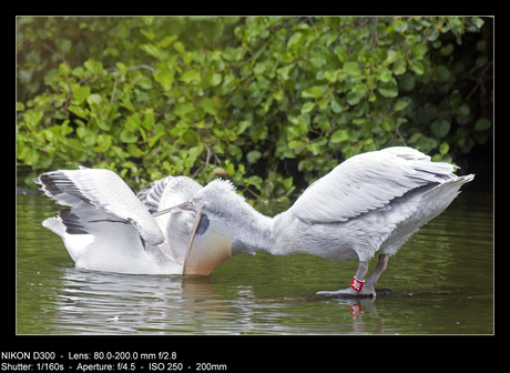 Er zit iets in mijn keel