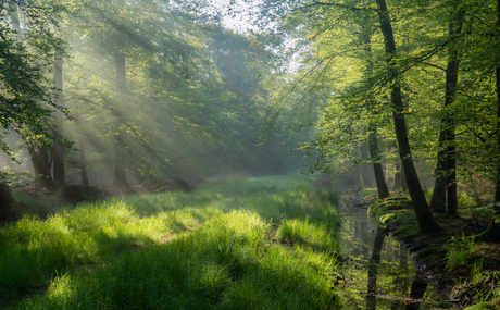 Zonnestralen in het bos