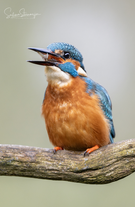 Kingfisher 💙
