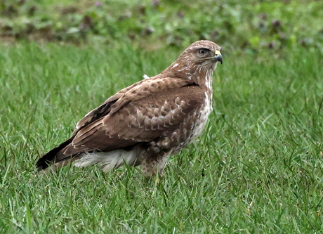 buizerd