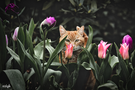 Verstopte Schoonheid: Kat Tussen de Roze en Paarse Tulpen