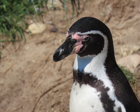 pinguins