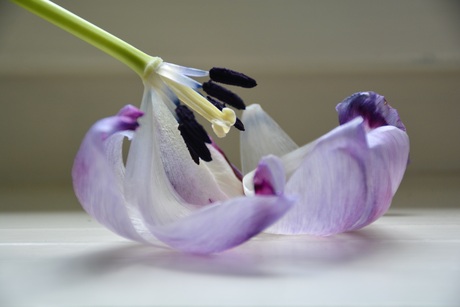 Tulp