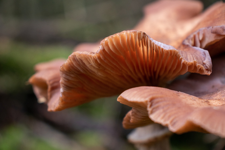 Paddenstoelen