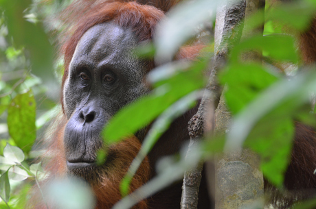 Orang-oetan 