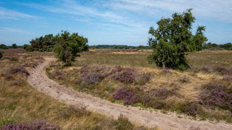 Strabrechtse Heide