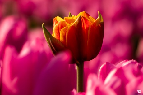 Tulp