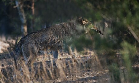 Wolf 1