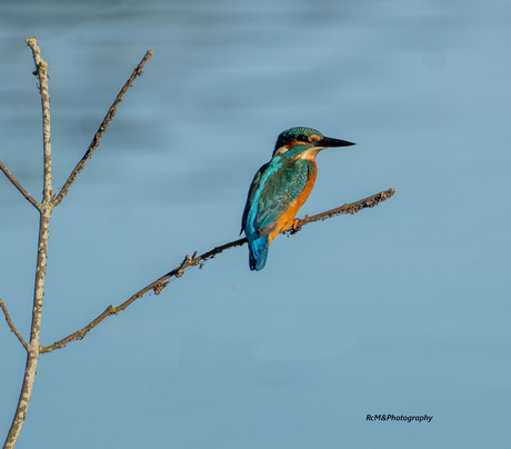 De IJsvogel.