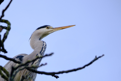 Reiger in de boom