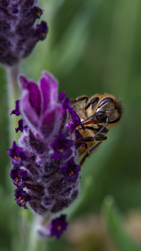 Bij in de tuin