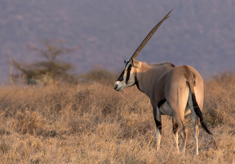 Oryx - Samburu special 5