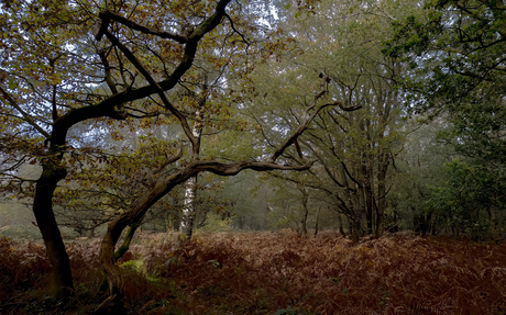 Herfstbos