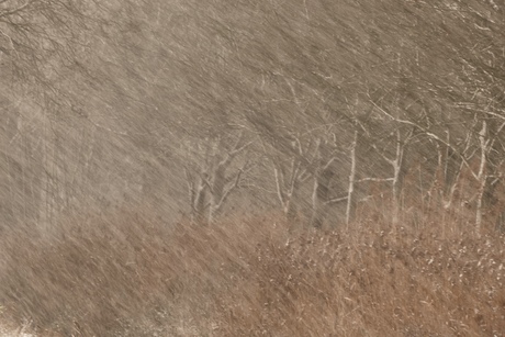 In de sneeuwstorm