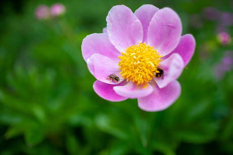 bij op bloem