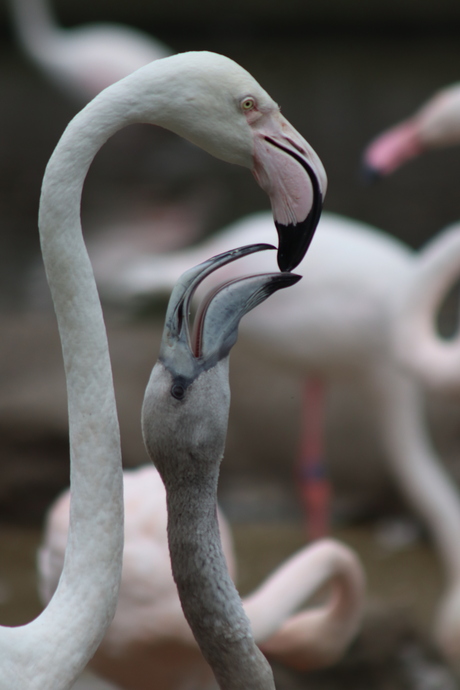 Flamingo's in Blijdorp