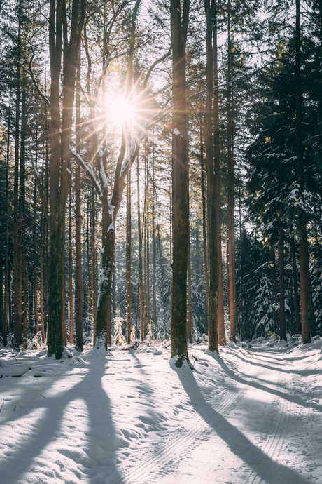 Speulderbos in de sneeuw