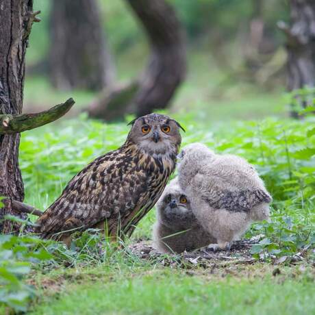 Wilde Oehoe met jonge