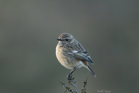 Roodborsttapuit vrouw