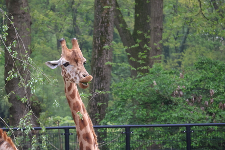 Giraffe