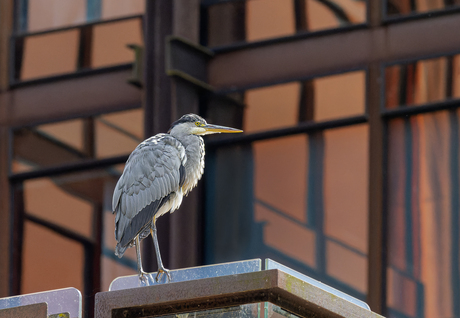 Een blauwe reiger op een gebouw 2